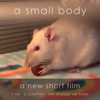 Help Make "A Small Body" — A Rat Animal-Advocacy Short Film cover photo