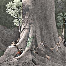 Remember the Rainforest avatar photo